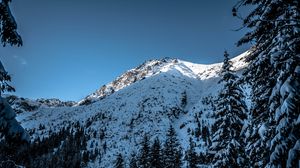 Preview wallpaper mountain, snow, trees, landscape, nature