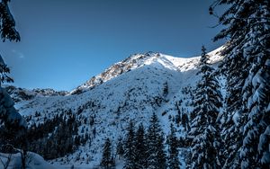 Preview wallpaper mountain, snow, trees, landscape, nature