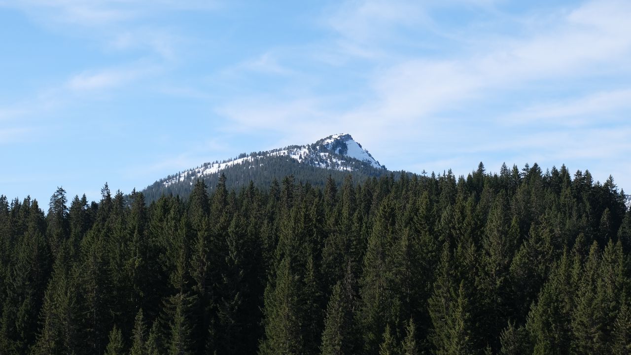Wallpaper mountain, snow, trees, forest, landscape