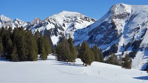 Preview wallpaper mountain, snow, winter, spruces, nature