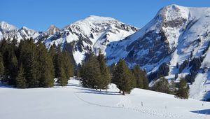 Preview wallpaper mountain, snow, winter, spruces, nature