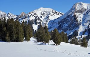 Preview wallpaper mountain, snow, winter, spruces, nature