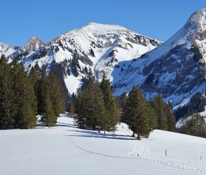 Preview wallpaper mountain, snow, winter, spruces, nature