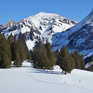 Preview wallpaper mountain, snow, winter, spruces, nature