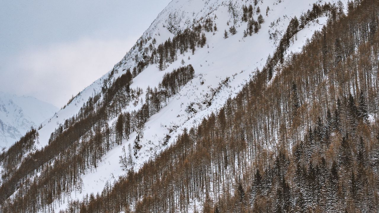 Wallpaper mountain, snowy, trees, snow, winter