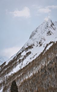 Preview wallpaper mountain, snowy, trees, snow, winter