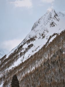 Preview wallpaper mountain, snowy, trees, snow, winter