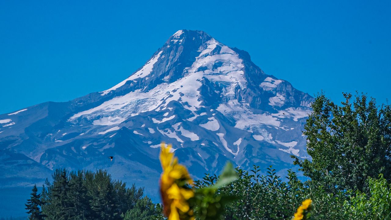 Wallpaper mountain, sunflowers, snow, trees, nature