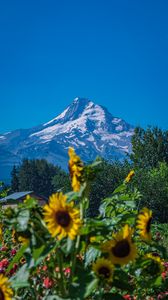 Preview wallpaper mountain, sunflowers, snow, trees, nature