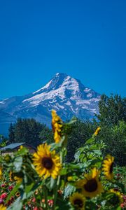 Preview wallpaper mountain, sunflowers, snow, trees, nature