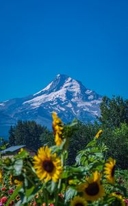 Preview wallpaper mountain, sunflowers, snow, trees, nature