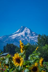 Preview wallpaper mountain, sunflowers, snow, trees, nature