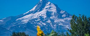 Preview wallpaper mountain, sunflowers, snow, trees, nature