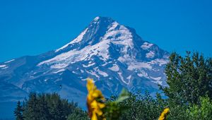 Preview wallpaper mountain, sunflowers, snow, trees, nature