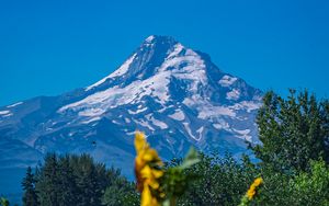 Preview wallpaper mountain, sunflowers, snow, trees, nature