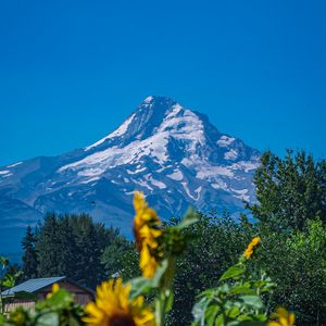 Preview wallpaper mountain, sunflowers, snow, trees, nature