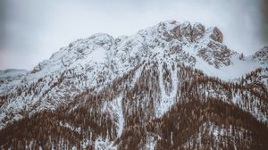 Preview wallpaper mountain, top, snowbound, trees