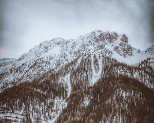 Preview wallpaper mountain, top, snowbound, trees