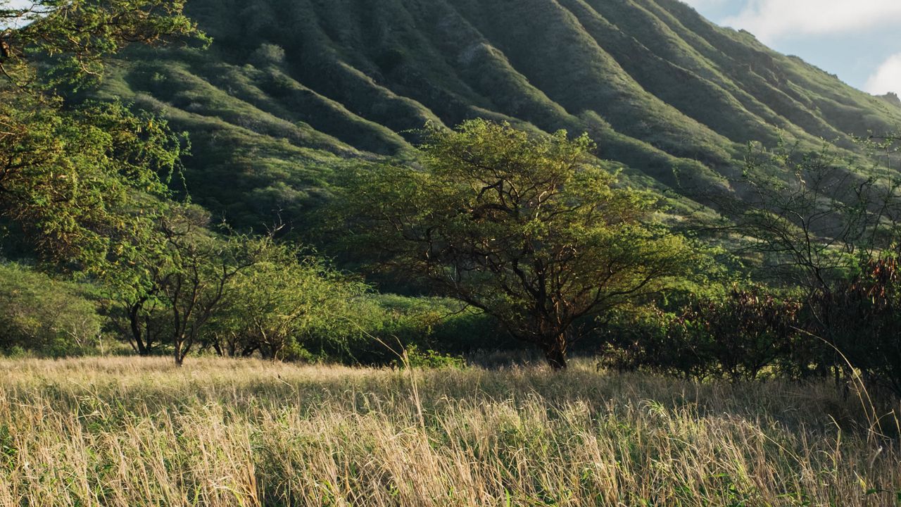 Wallpaper mountain, tree, grass, landscape