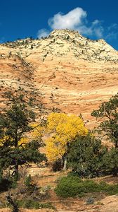 Preview wallpaper mountain, trees, autumn, vegetation, coniferous, day