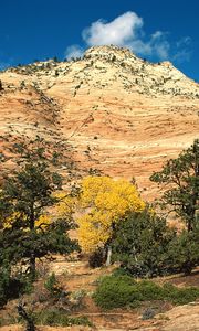 Preview wallpaper mountain, trees, autumn, vegetation, coniferous, day