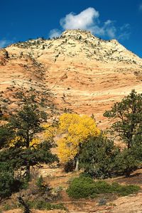 Preview wallpaper mountain, trees, autumn, vegetation, coniferous, day