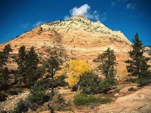 Preview wallpaper mountain, trees, autumn, vegetation, coniferous, day