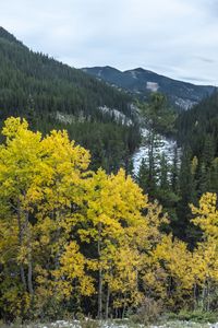 Preview wallpaper mountain, trees, autumn, landscape, yellow