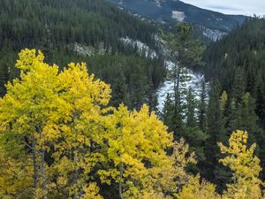Preview wallpaper mountain, trees, autumn, landscape, yellow