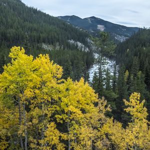 Preview wallpaper mountain, trees, autumn, landscape, yellow