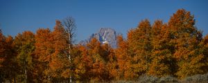 Preview wallpaper mountain, trees, autumn, landscape