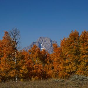 Preview wallpaper mountain, trees, autumn, landscape
