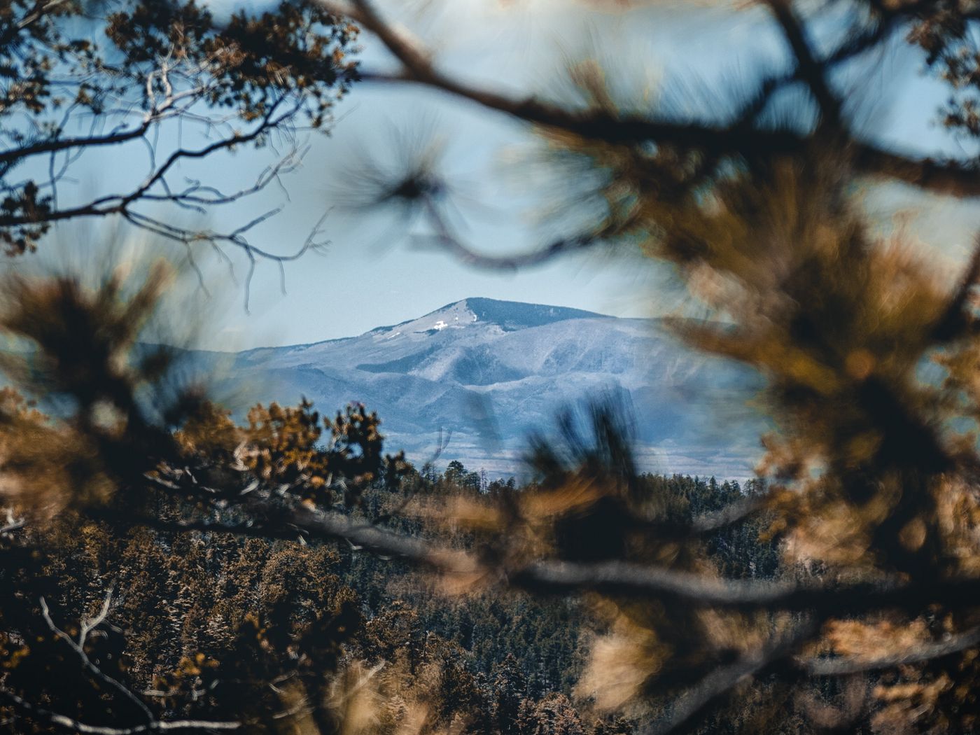 Mountain branch. Волосатое дерево в горах. Гора веток.