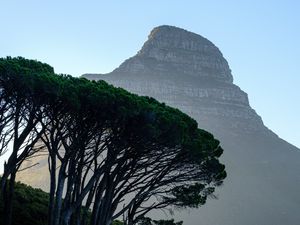 Preview wallpaper mountain, trees, fog, nature