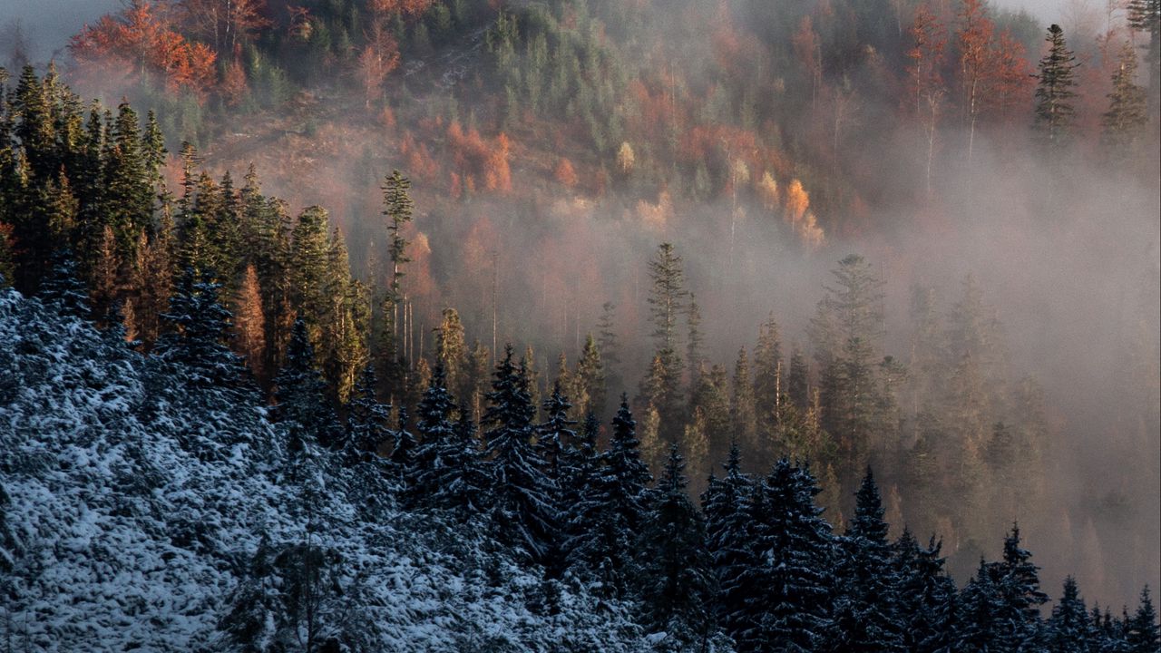Wallpaper mountain, trees, fog, clouds, snow