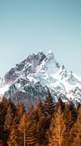 Preview wallpaper mountain, trees, forest, peak, snowy, cloudless sky