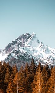 Preview wallpaper mountain, trees, forest, peak, snowy, cloudless sky