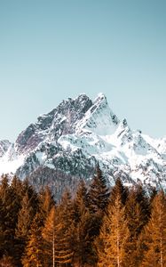 Preview wallpaper mountain, trees, forest, peak, snowy, cloudless sky