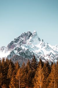 Preview wallpaper mountain, trees, forest, peak, snowy, cloudless sky