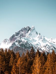 Preview wallpaper mountain, trees, forest, peak, snowy, cloudless sky