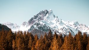 Preview wallpaper mountain, trees, forest, peak, snowy, cloudless sky