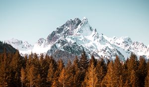 Preview wallpaper mountain, trees, forest, peak, snowy, cloudless sky