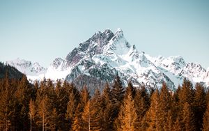 Preview wallpaper mountain, trees, forest, peak, snowy, cloudless sky