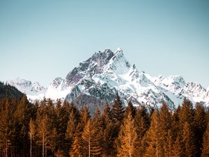 Preview wallpaper mountain, trees, forest, peak, snowy, cloudless sky