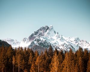 Preview wallpaper mountain, trees, forest, peak, snowy, cloudless sky