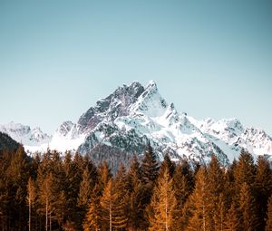 Preview wallpaper mountain, trees, forest, peak, snowy, cloudless sky