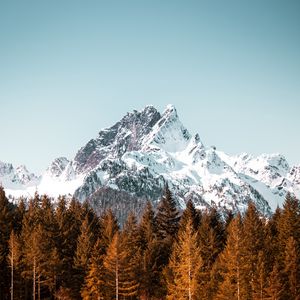 Preview wallpaper mountain, trees, forest, peak, snowy, cloudless sky