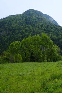 Preview wallpaper mountain, trees, grass, field