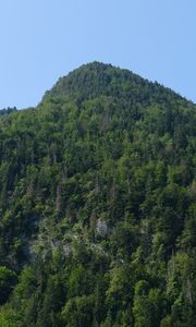 Preview wallpaper mountain, trees, landscape, forest