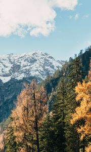 Preview wallpaper mountain, trees, peak, snow, landscape